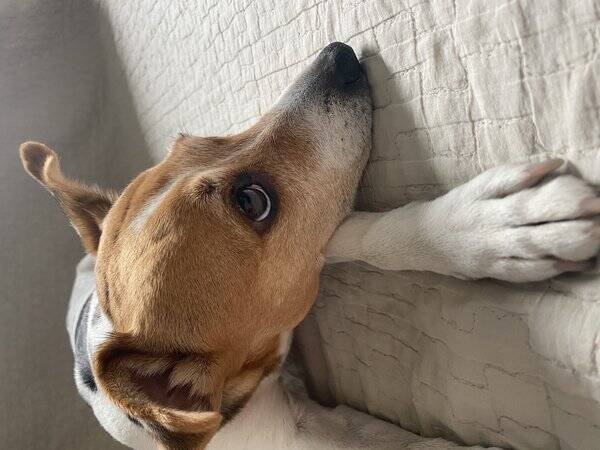 Hund - Dansk svensk grshund