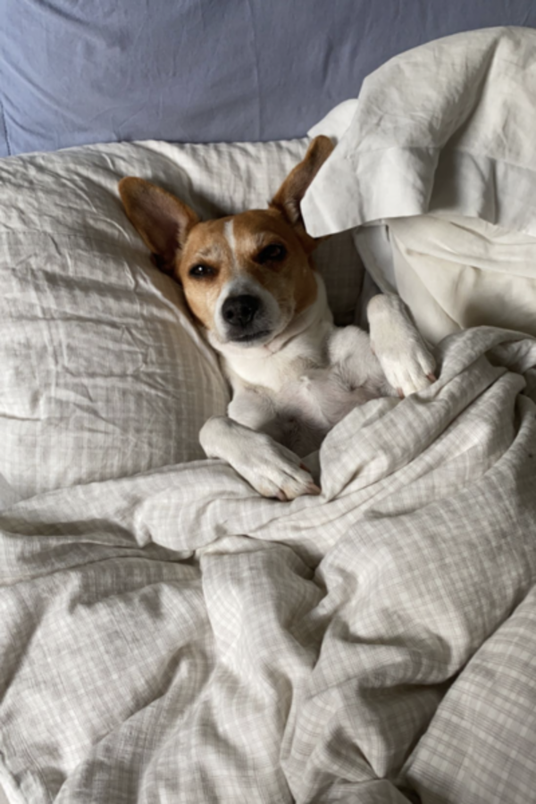 Hund - Dansk svensk grshund