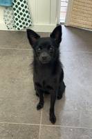 Pomeranian - chihuahua Pomeranian - chihuahua