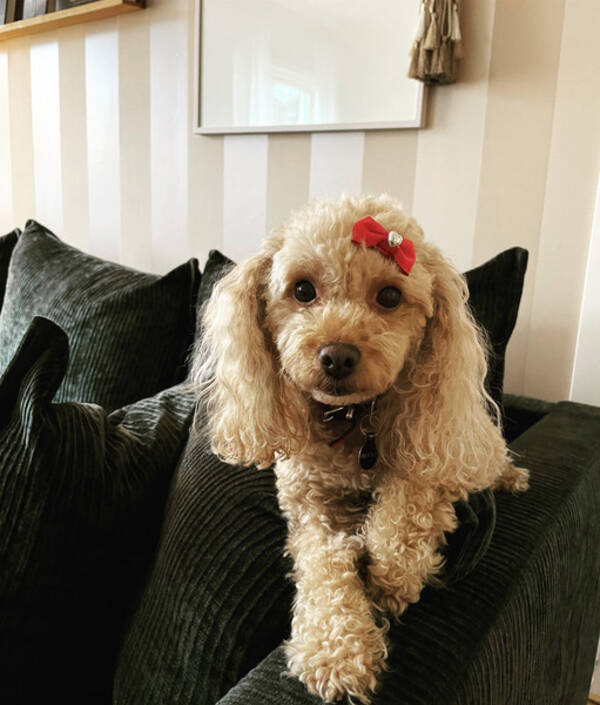 Hund - Dvrgpudeln Greta