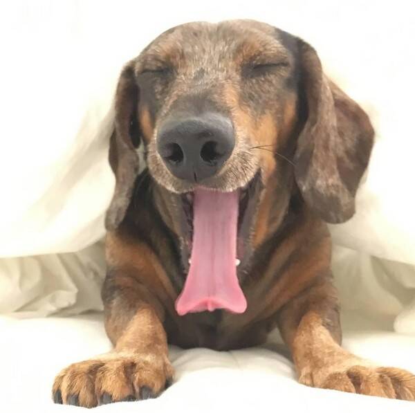 Hund - Taxemannen Douglas aka Lilleman