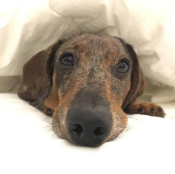 Hund - Taxemannen Douglas aka Lilleman