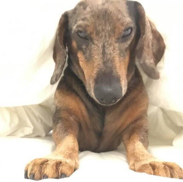 Hund - Taxemannen Douglas aka Lilleman