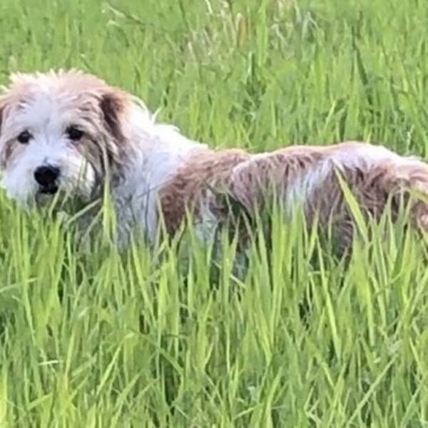 Hund - Kromfohrlnder