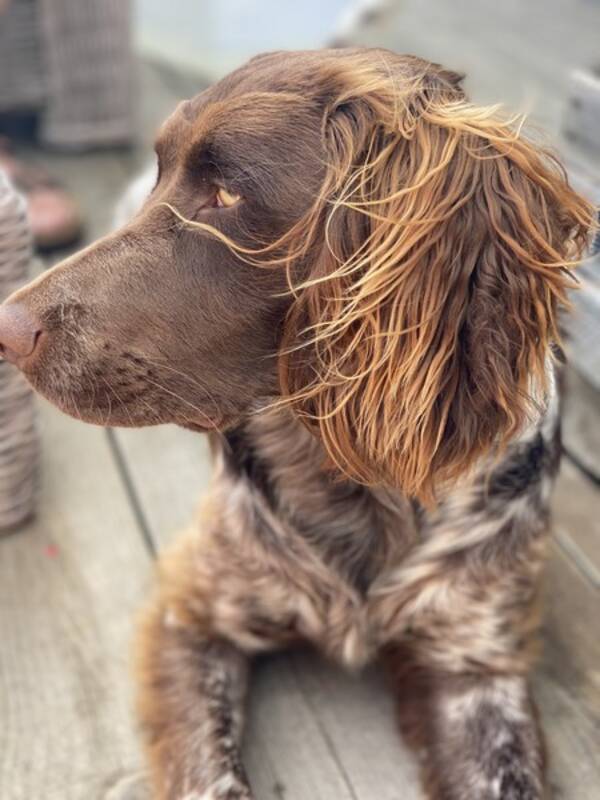 Hund - Wachtelhunden Elvis 