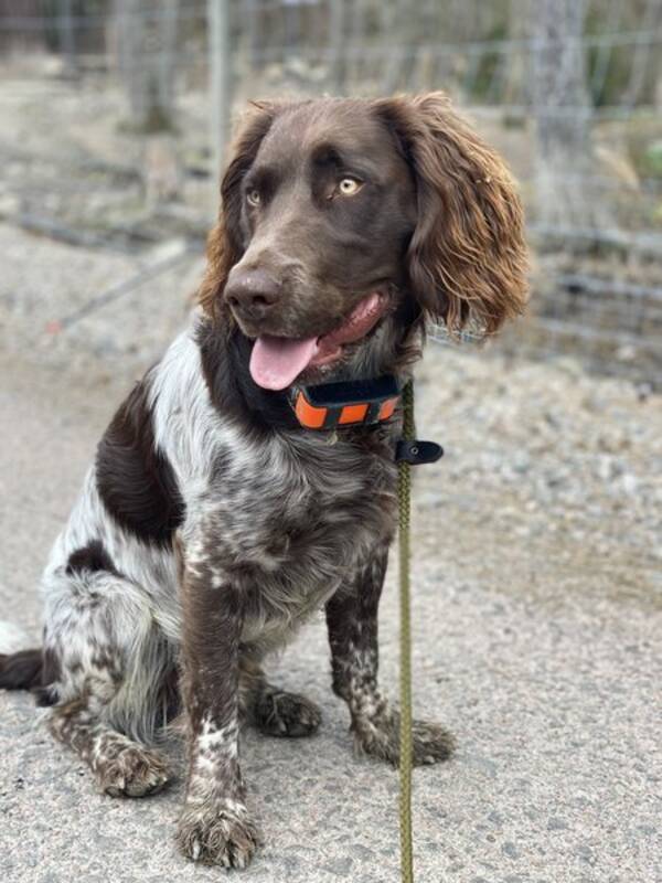 Hund - Wachtelhunden Elvis 