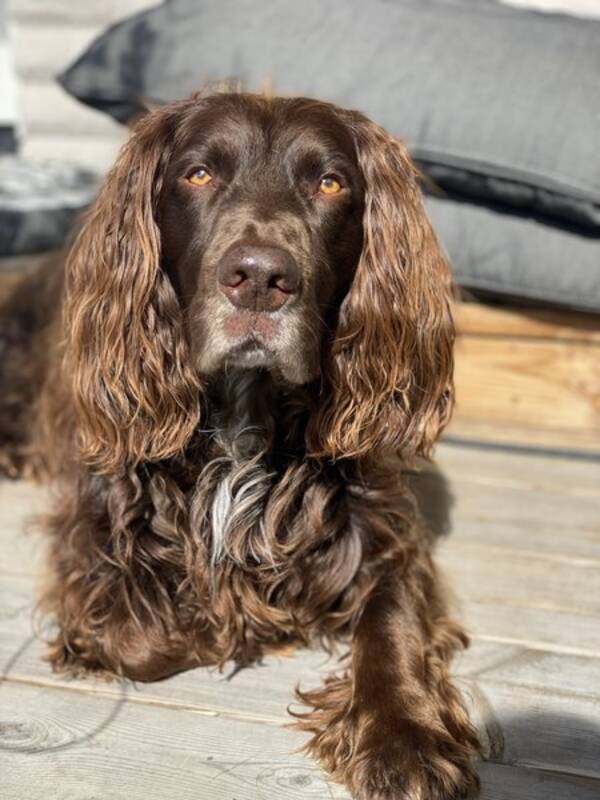 Hund - Wachtelhunden Cash 