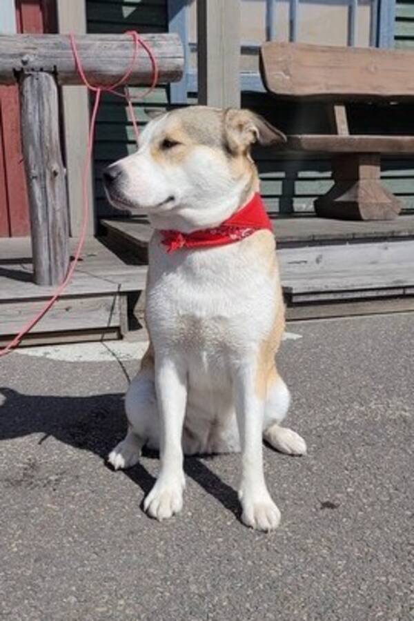 Hund