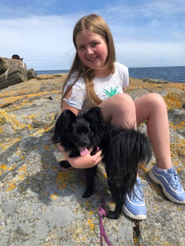 Hund - Papillon Lykke