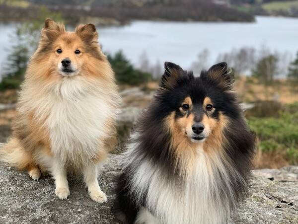 Hund - Shetland Sheepdog