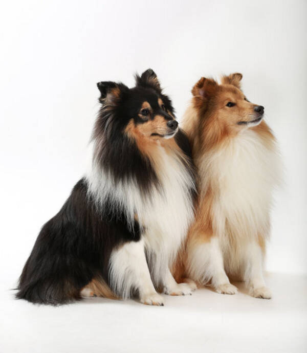Hund - Shetland Sheepdog