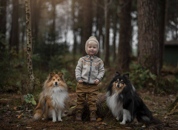 Hund - Shetland Sheepdog