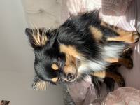 Hund