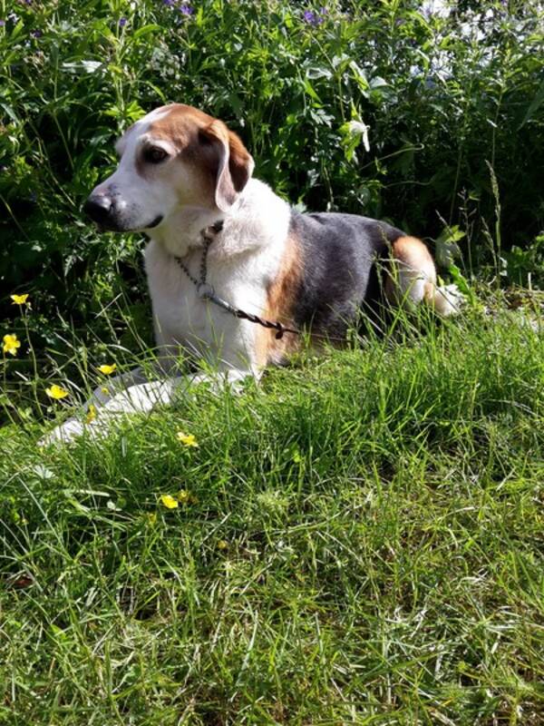 Hund