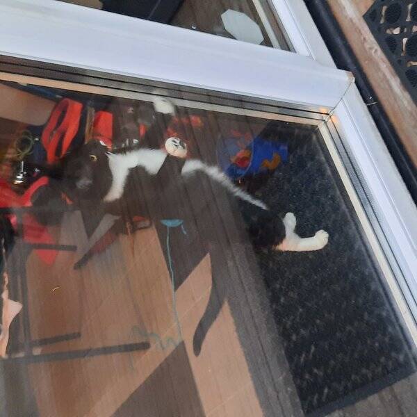 Katt - Nyfiken katt Stella