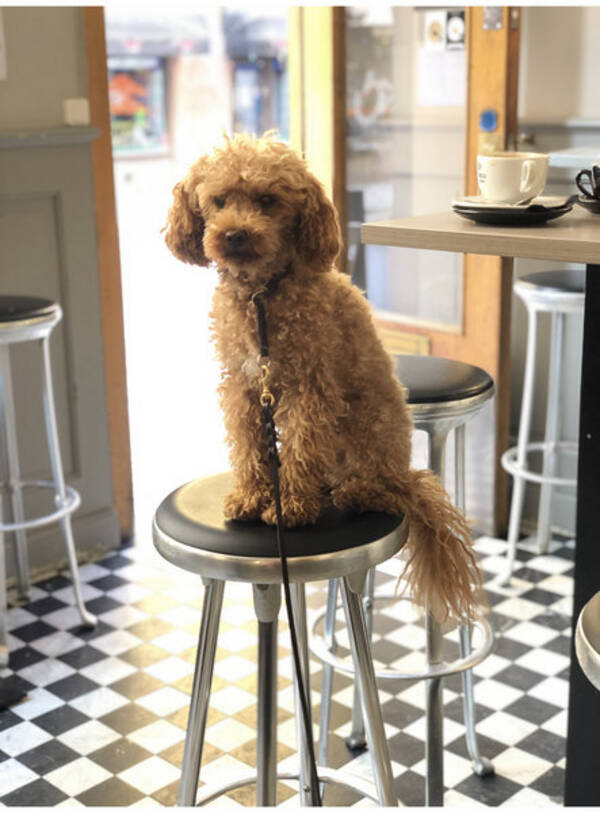 Hund - DvärgPudel - Frasse