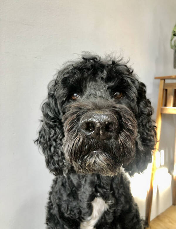 Hund - Portugisisk vattenhund - Cinco 10 r