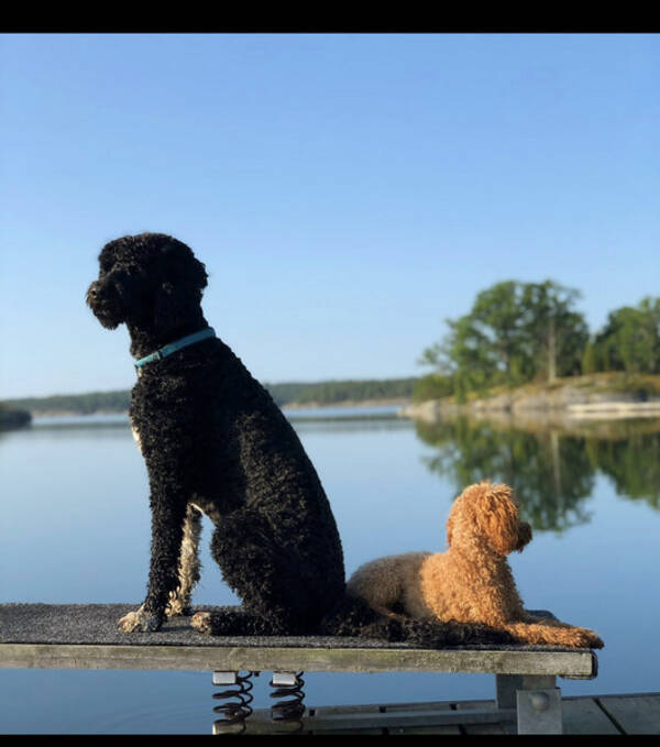 Hund - Portugisisk vattenhund - Cinco 10 r