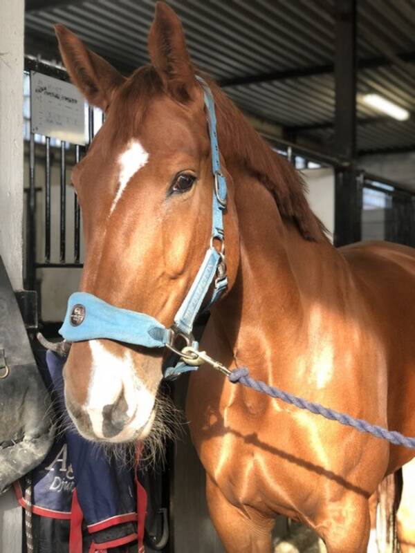 Övrigt - Hästen ZIV