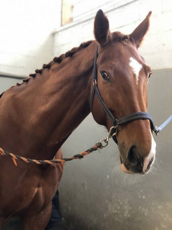 Övrigt - Hästen ZIV