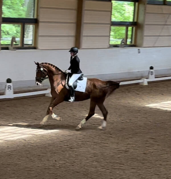 Övrigt - Hästen ZIV