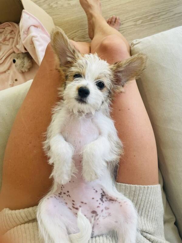 Hund - Mixed breed
