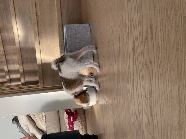 Hund - Mixed breed