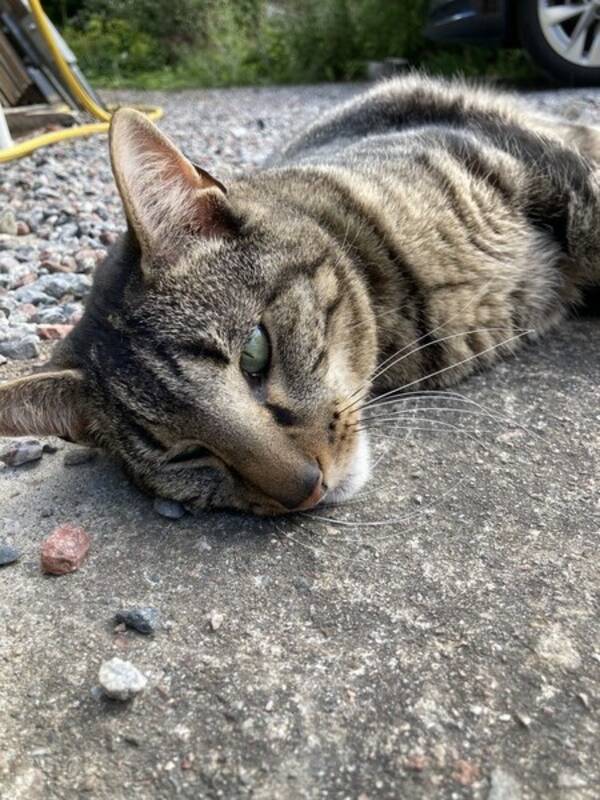 Katt - Teddy