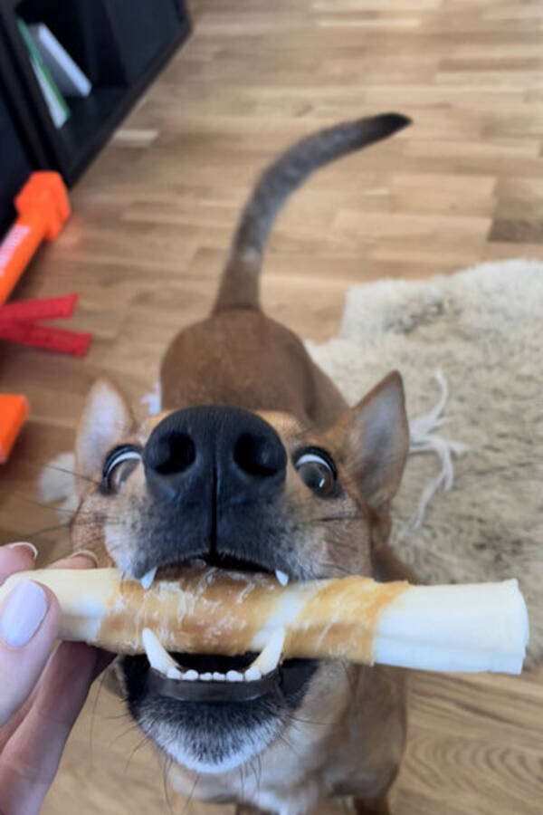 Hund - Sam - Pinscher/border collie