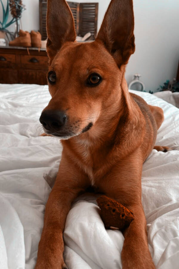 Hund - Sam - Pinscher/border collie