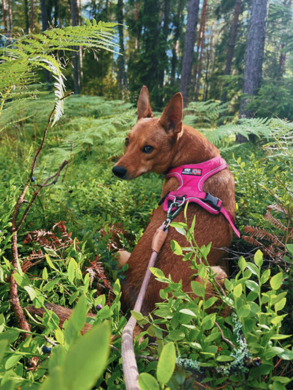 Hund - Sam - Pinscher/border collie