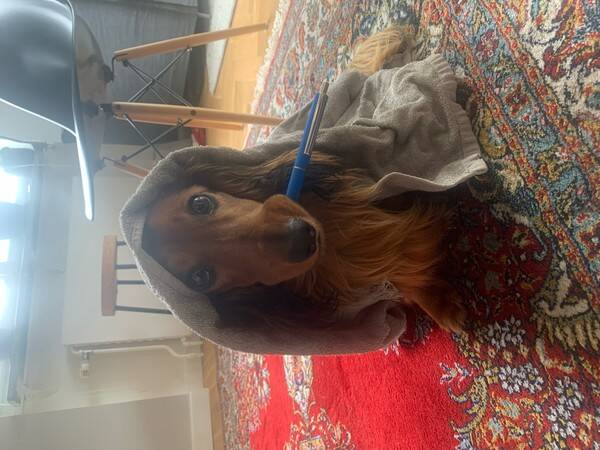 Hund - Kenobi