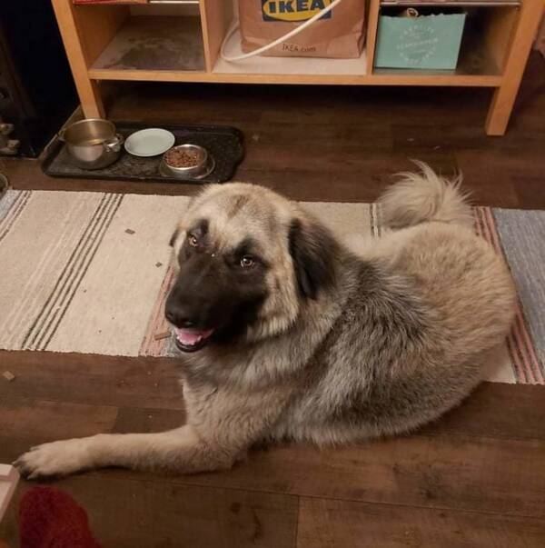 Hund - Storm   Kangal/Ovtjarka