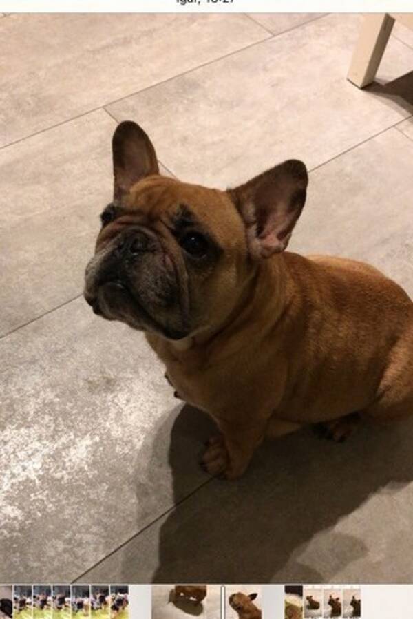 Hund - Elly Frans Bulldog Hund - Elly Frans Bulldog