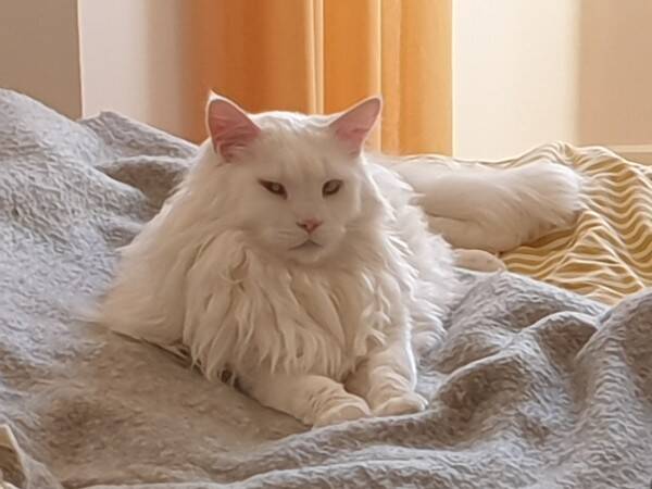 Katt