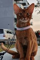Katt