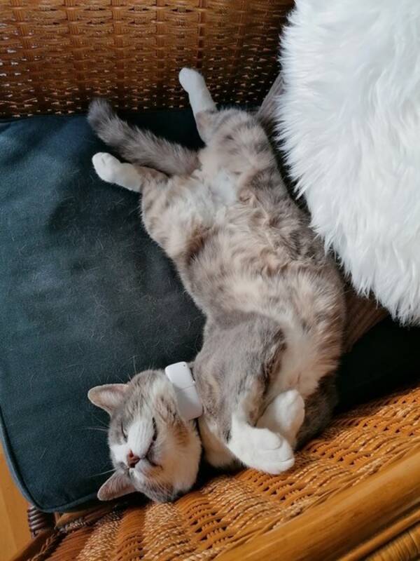 Katt - Katten Melker