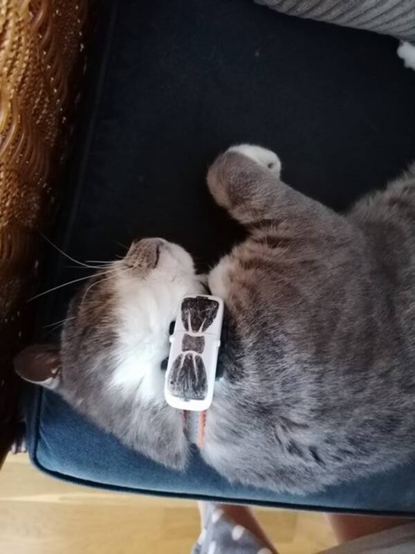 Katt - Katten Melker