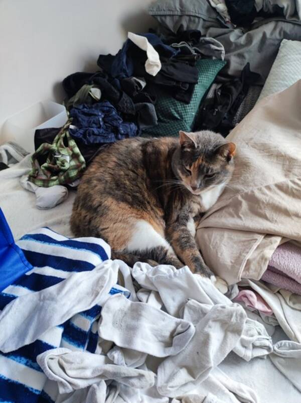 Katt - Siri THE Katt