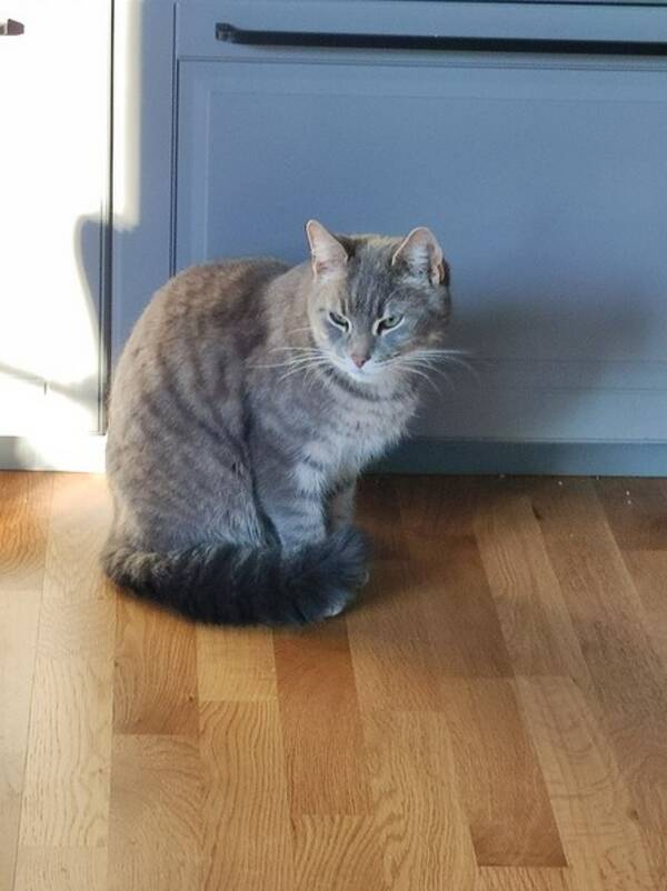 Katt - Frasse THE gangsta