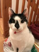 Katt