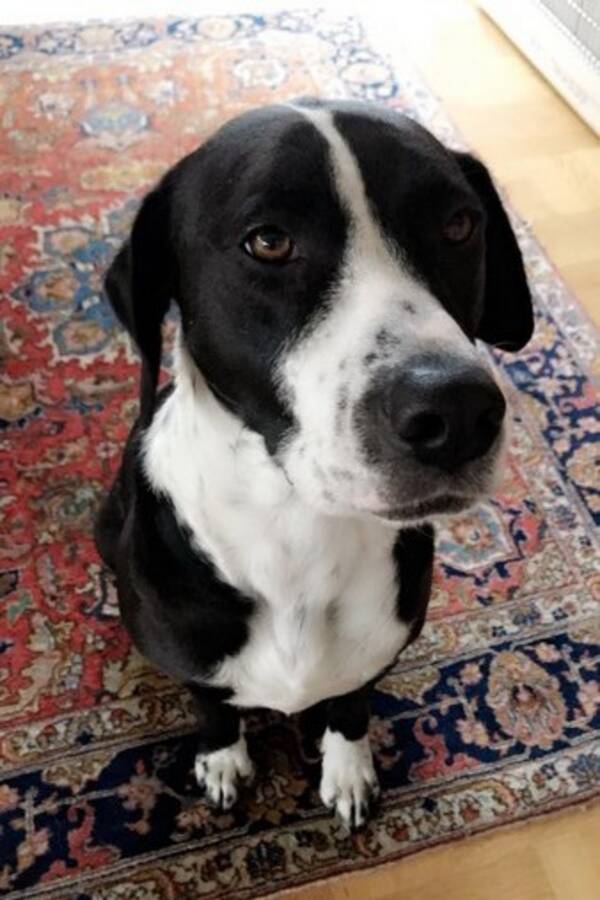 Hund - Ninja 