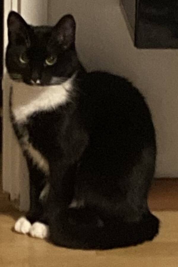 Katt