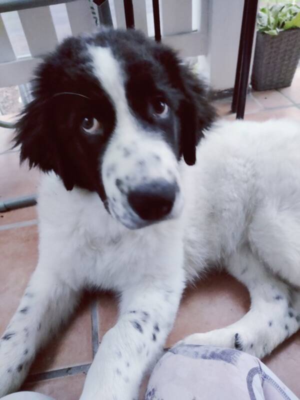 Hund