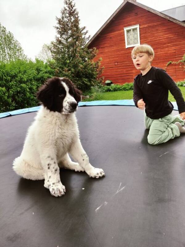 Hund