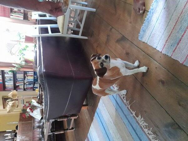 Hund - Blandrasen Misty 