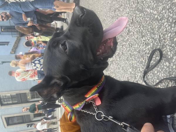 Hund - Canecorso puppy