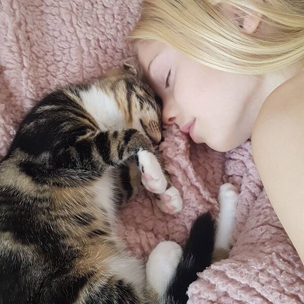 Katt - Halvt skogskatt 3 farget Katt - Halvt skogskatt 3 farget