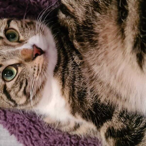 Katt - Halvt skogskatt 3 farget Katt - Halvt skogskatt 3 farget