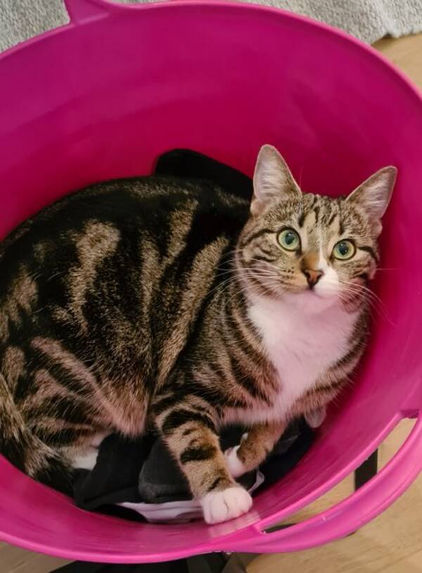 Katt - Halvt skogskatt 3 farget Katt - Halvt skogskatt 3 farget